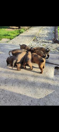 malinois