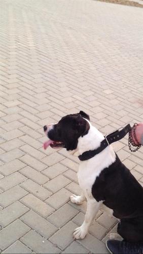 Pitbull statfford