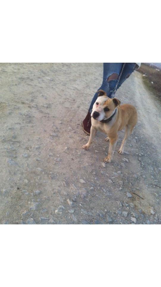 Pitbull