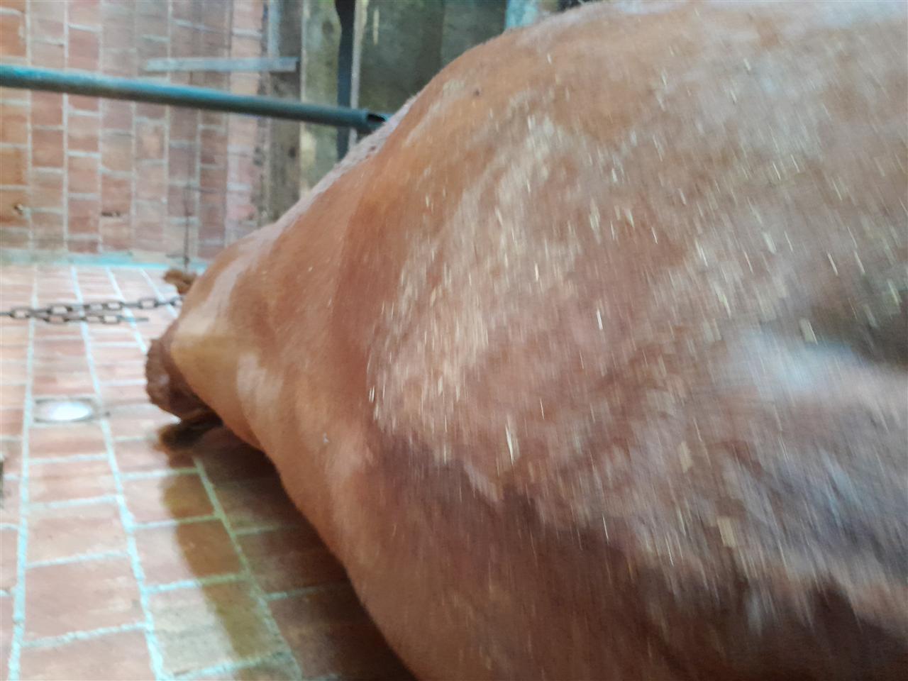 Ne-shitje-Biki-deri-700kg
