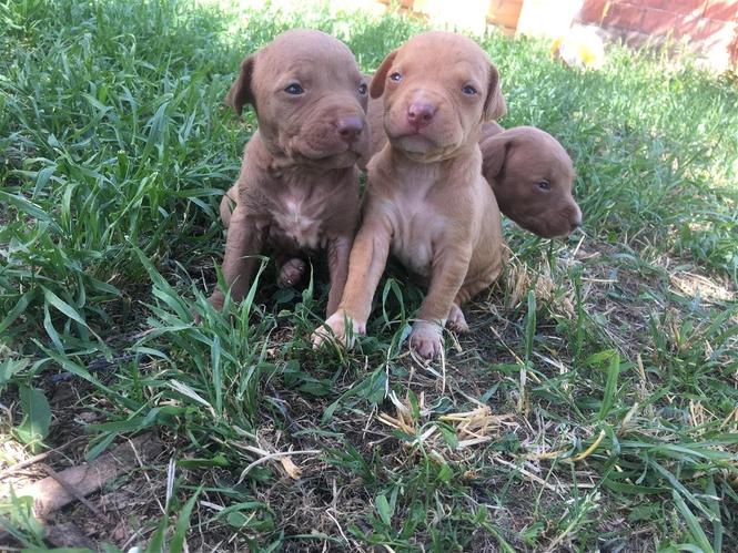 Pitbull