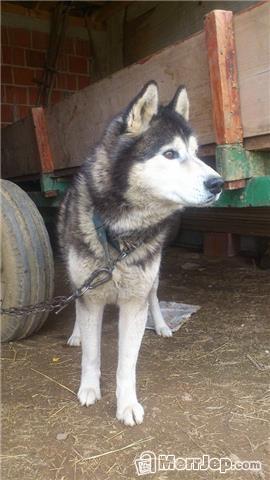 Haski