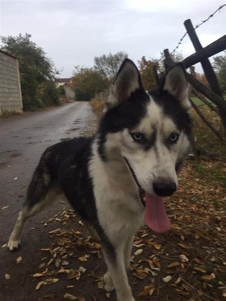 Husky