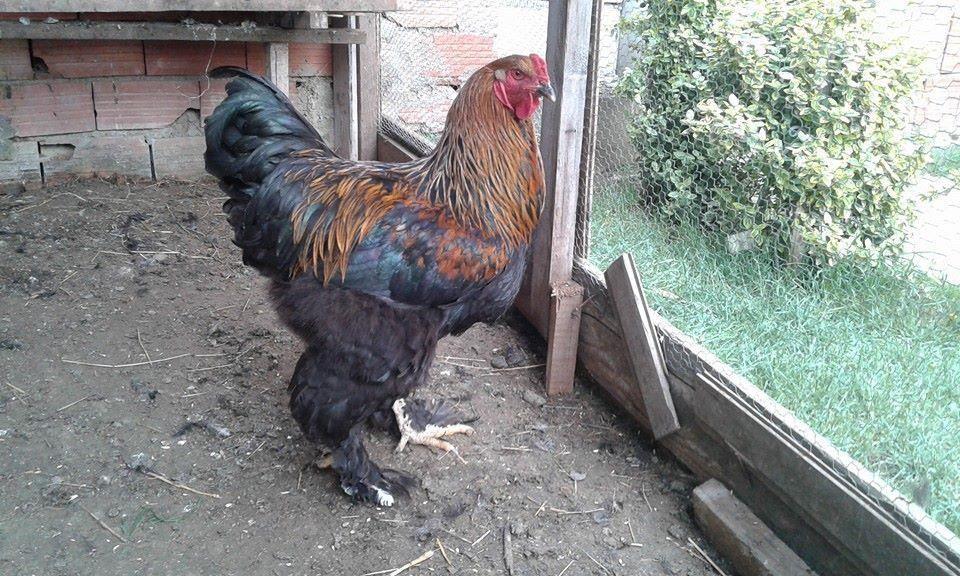 braham