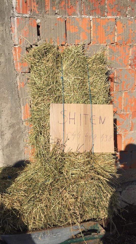 Shiten-dujt-