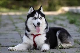 Haski