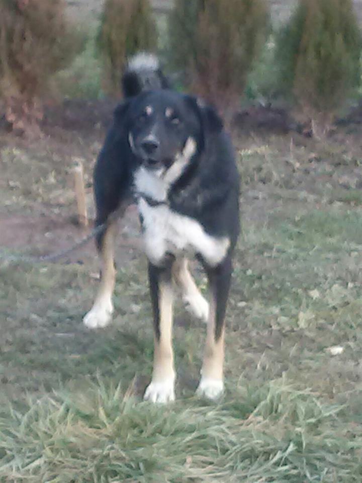 Qeni