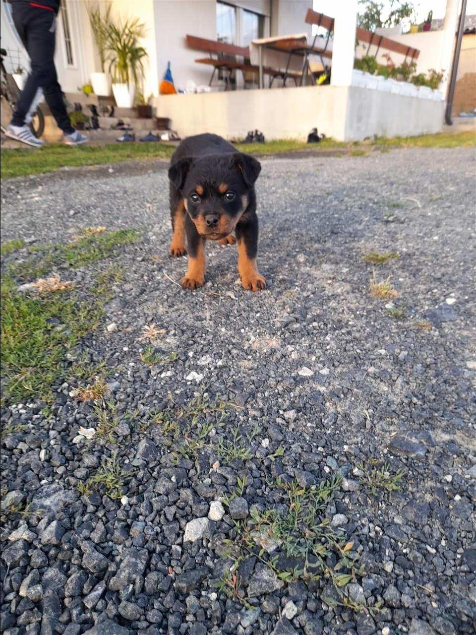 Rottwailer