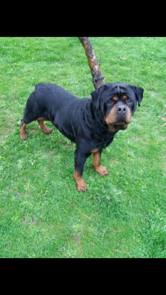 Rottweiler