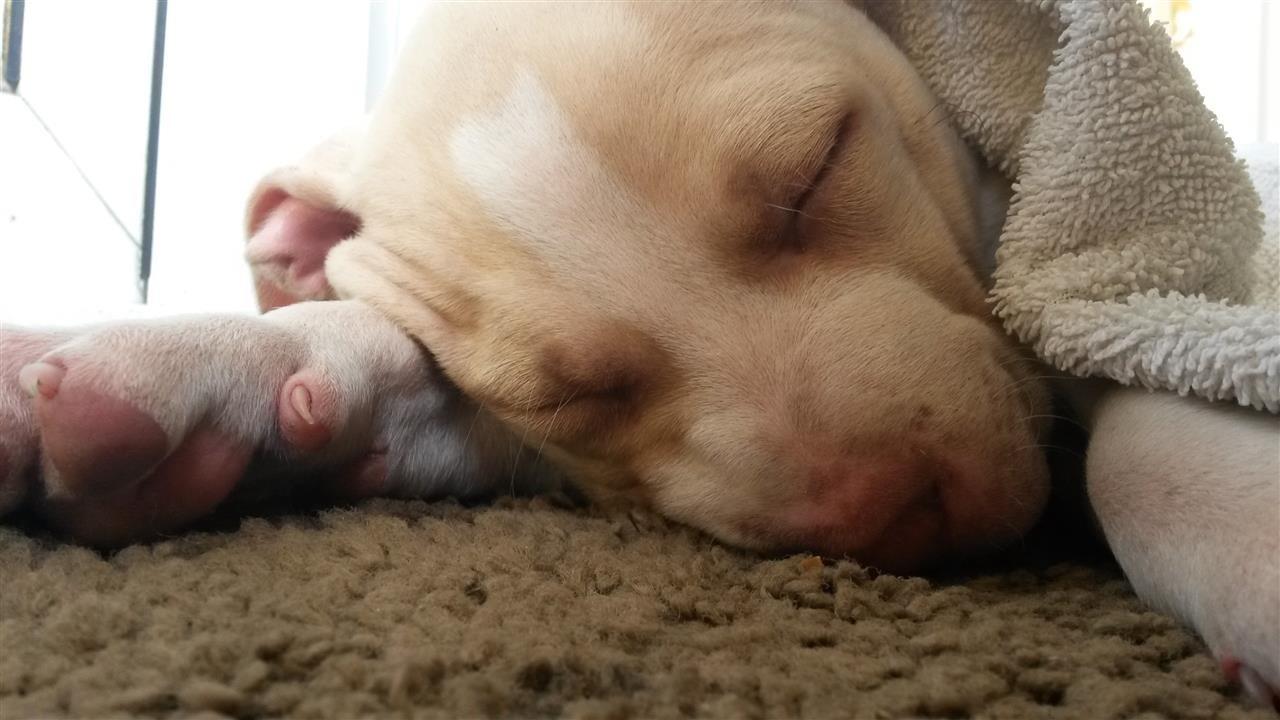 Pitbull