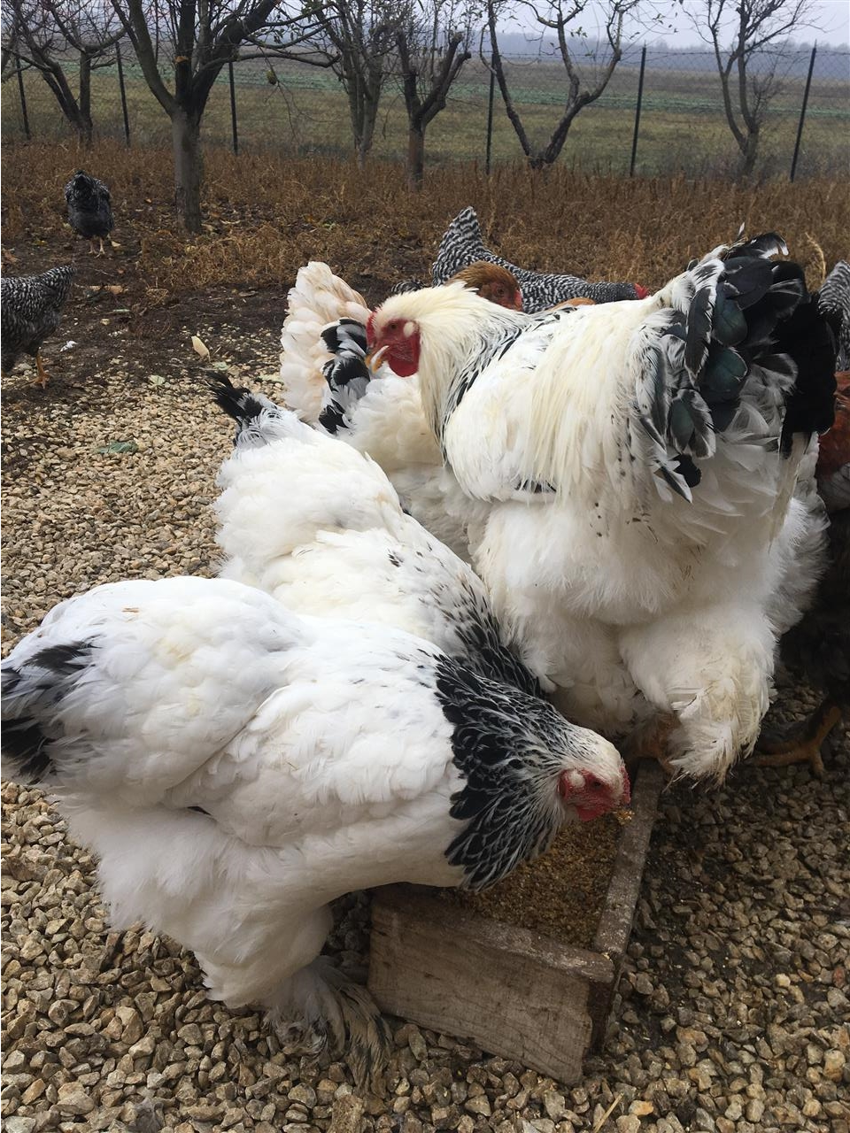 brahma-