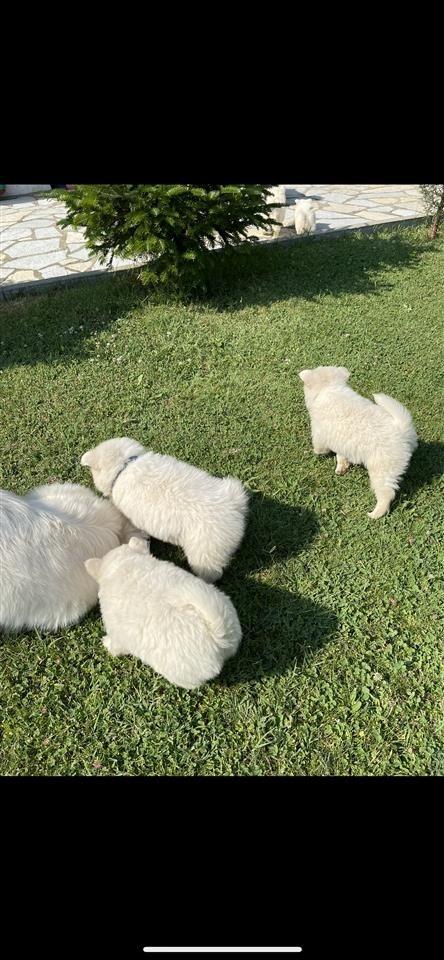 German-spitz-----