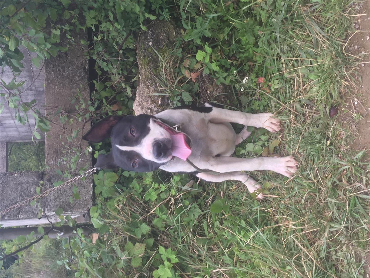 Pitbull