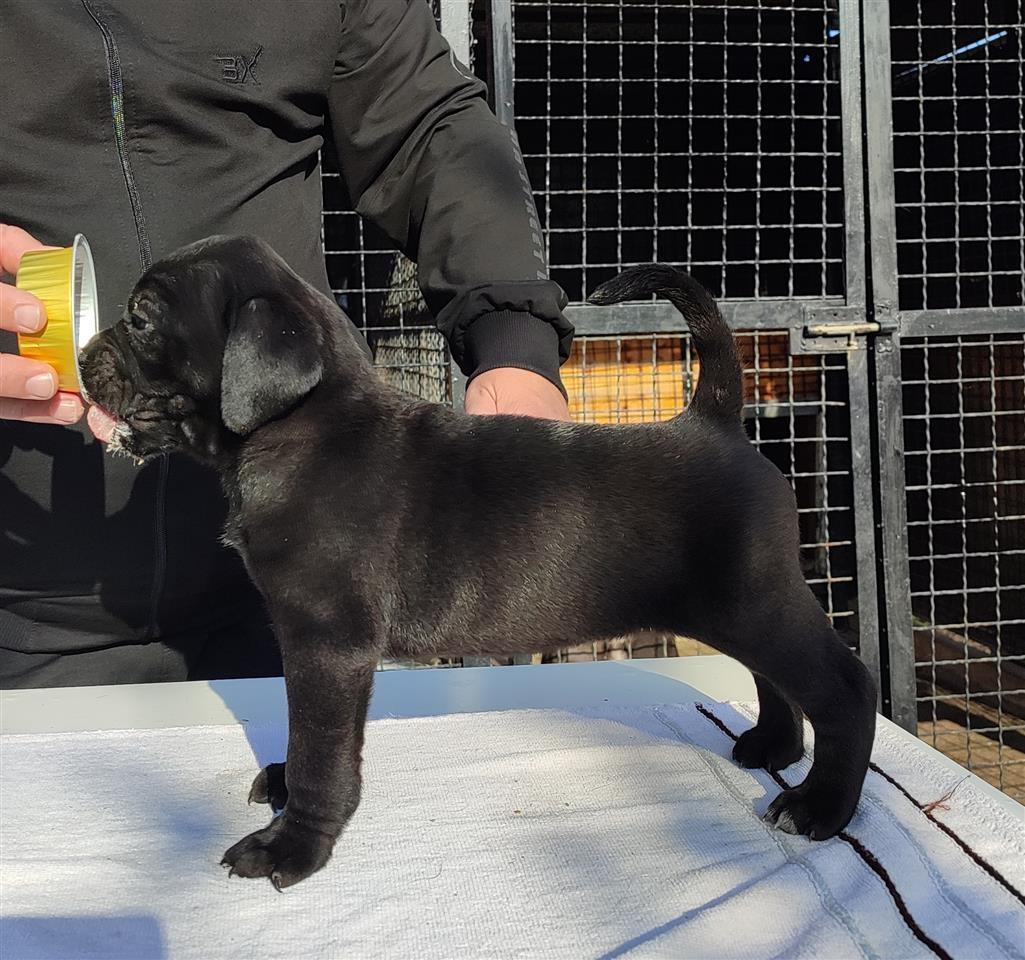 Cane-Corso