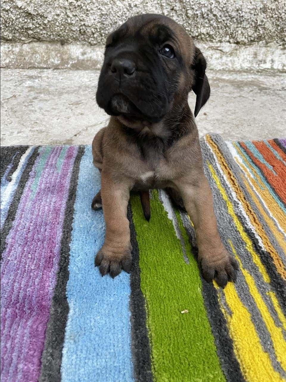 Cane-Corso
