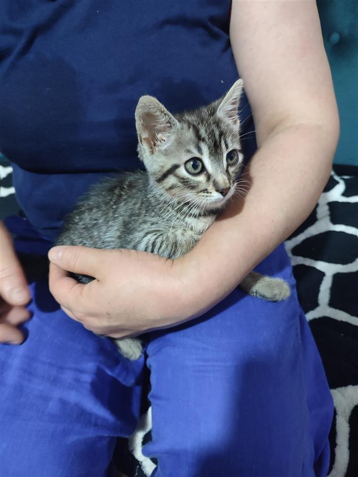 Mace-per-adoptim