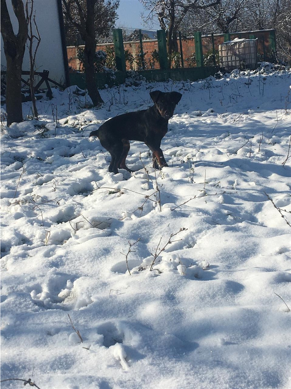 terrier-