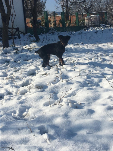 terrier 
