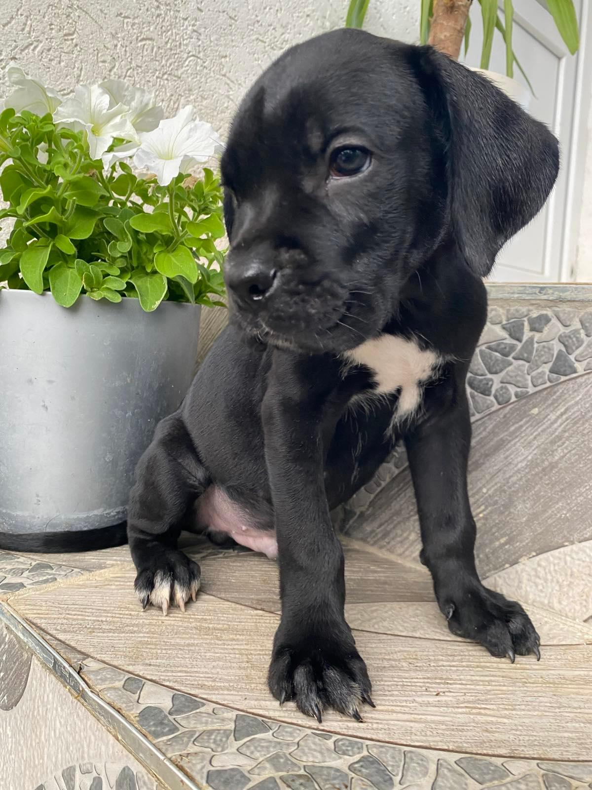 Cane-Corso