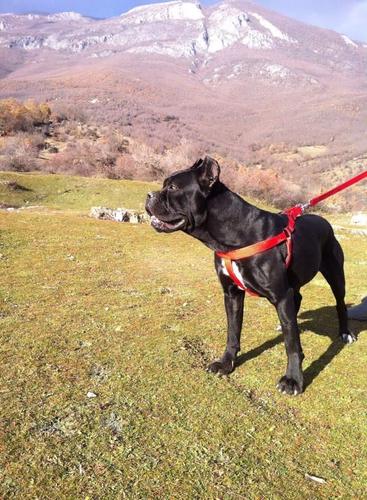 cano corso