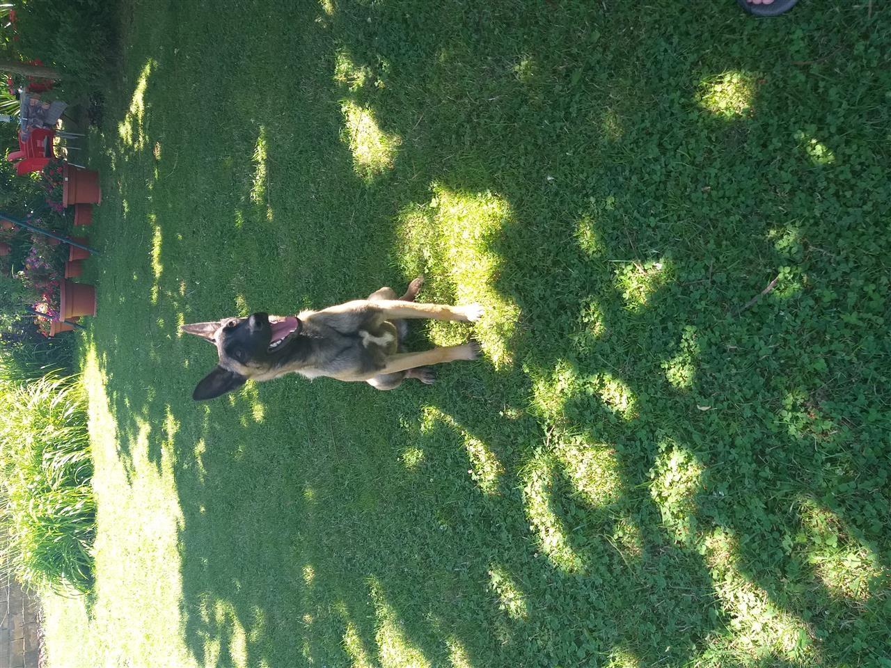 Shitet-Belgian-Malinois