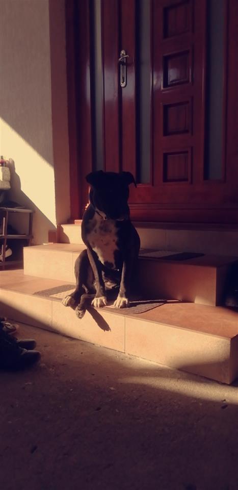 Amstaff