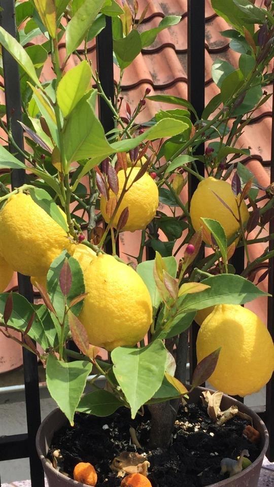 Limon