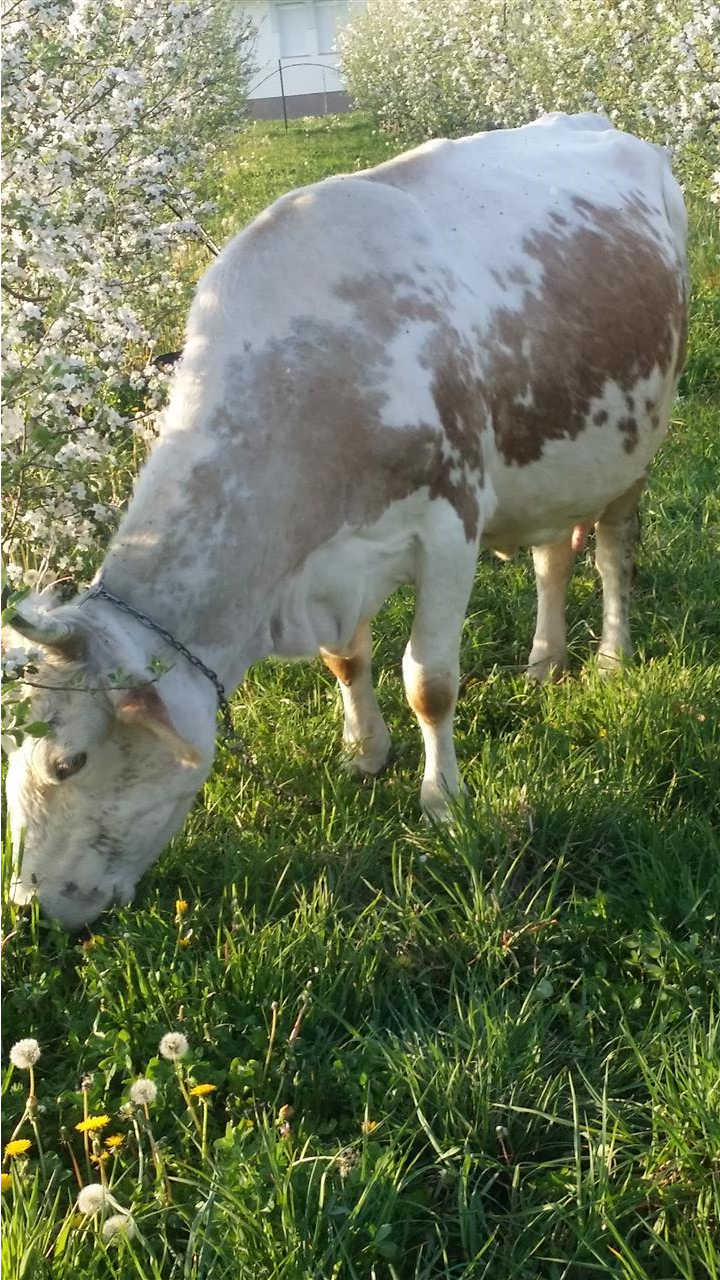 Kurban