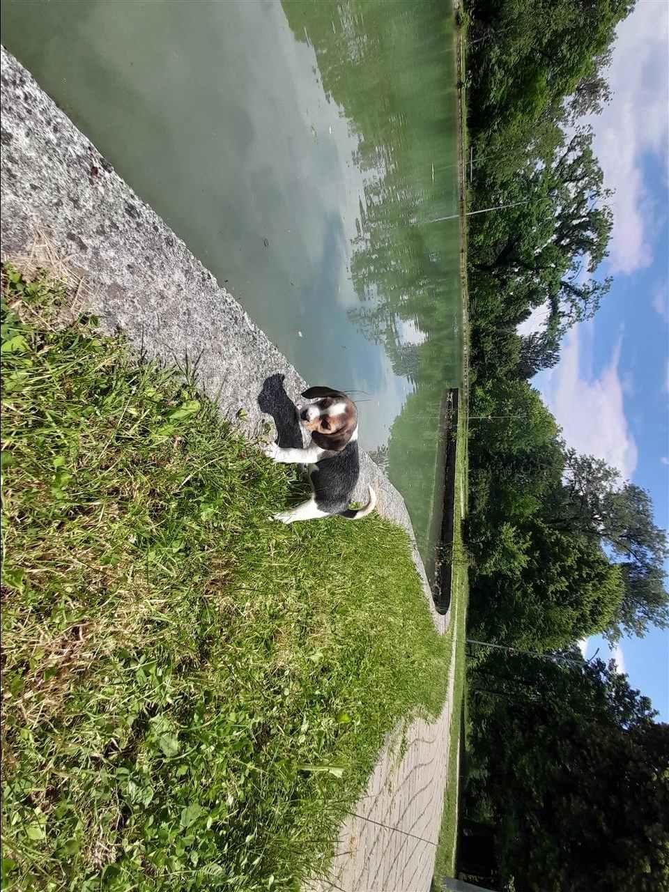 Beagle