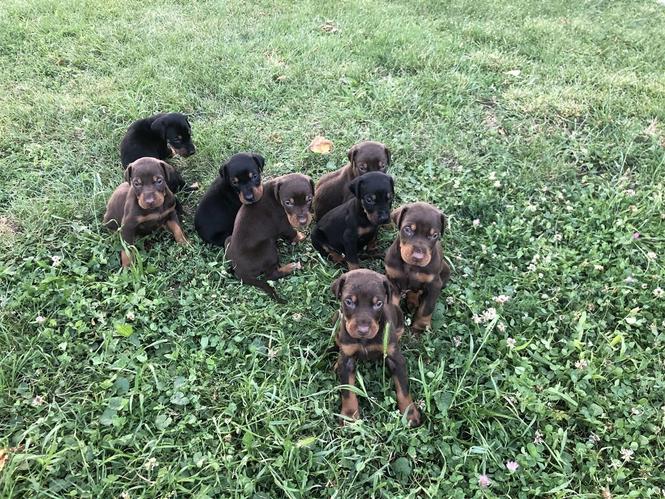 Dobermana 
