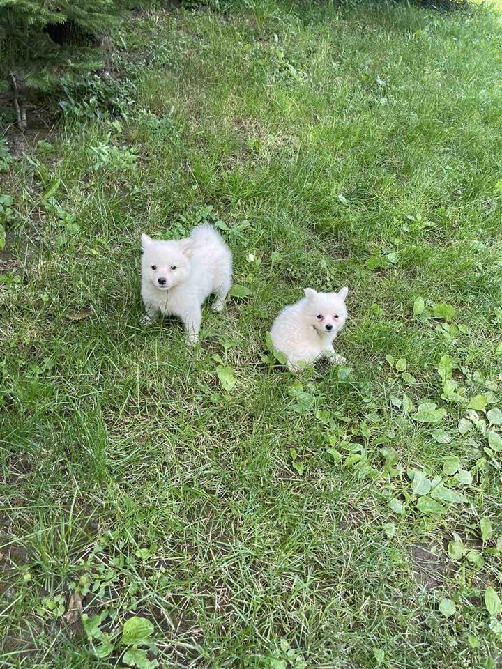 Shes-klysh-German-Spitz-