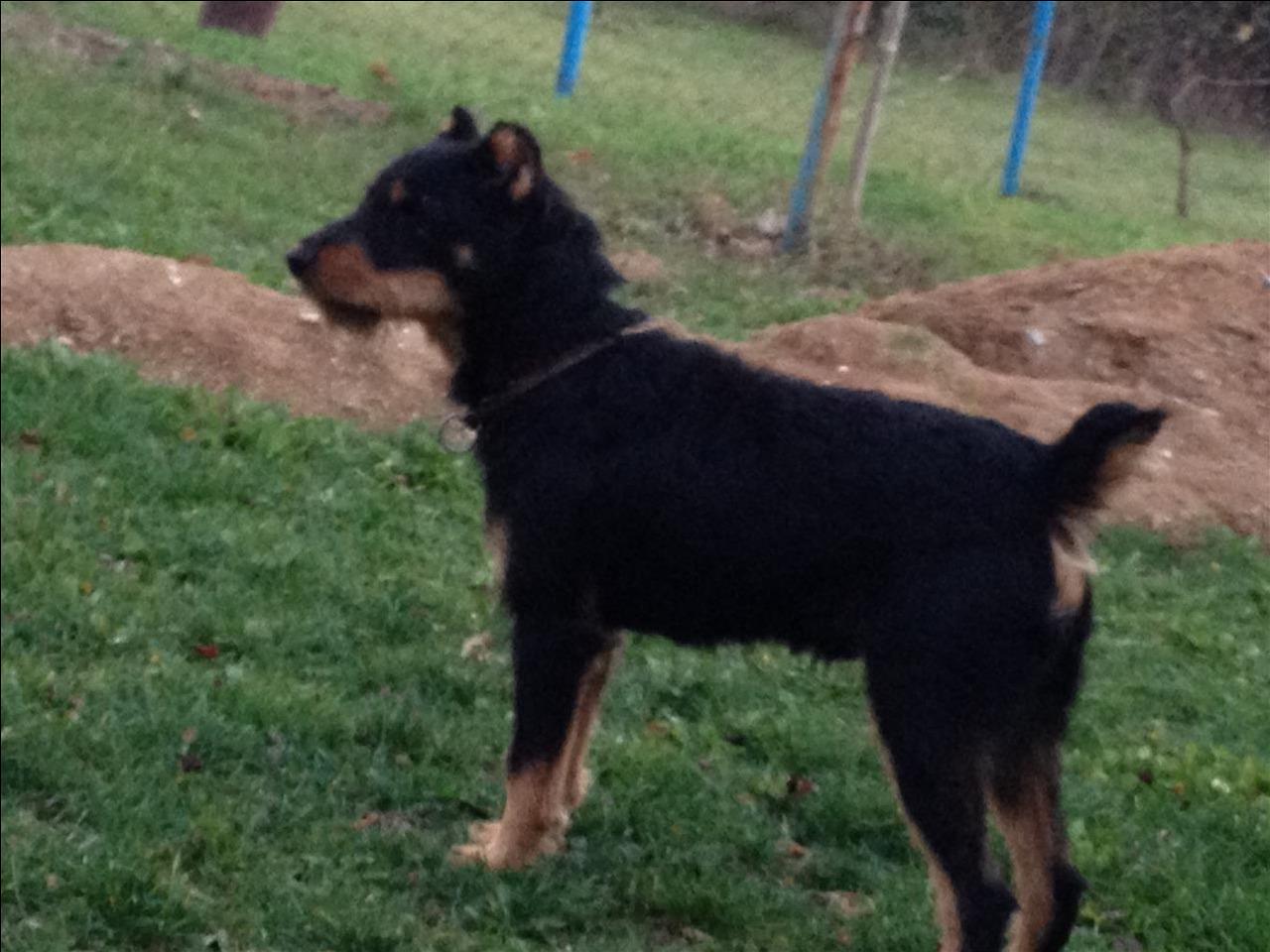 Terrier-