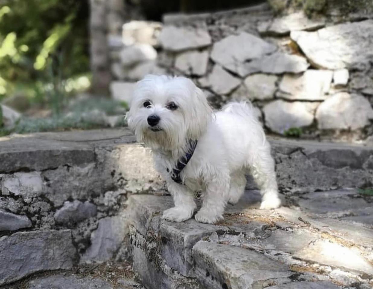 Maltezer