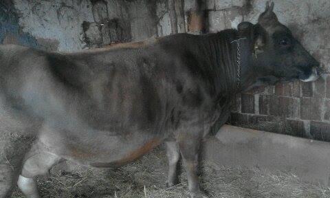 Lope-