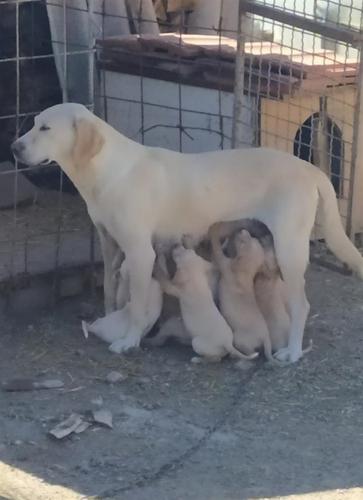 Labrador