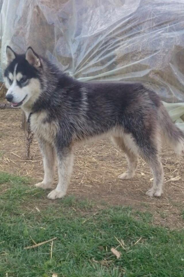 Husky