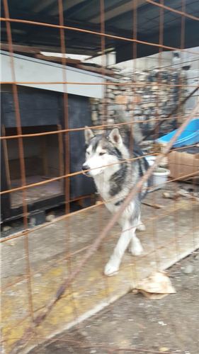 Haski 