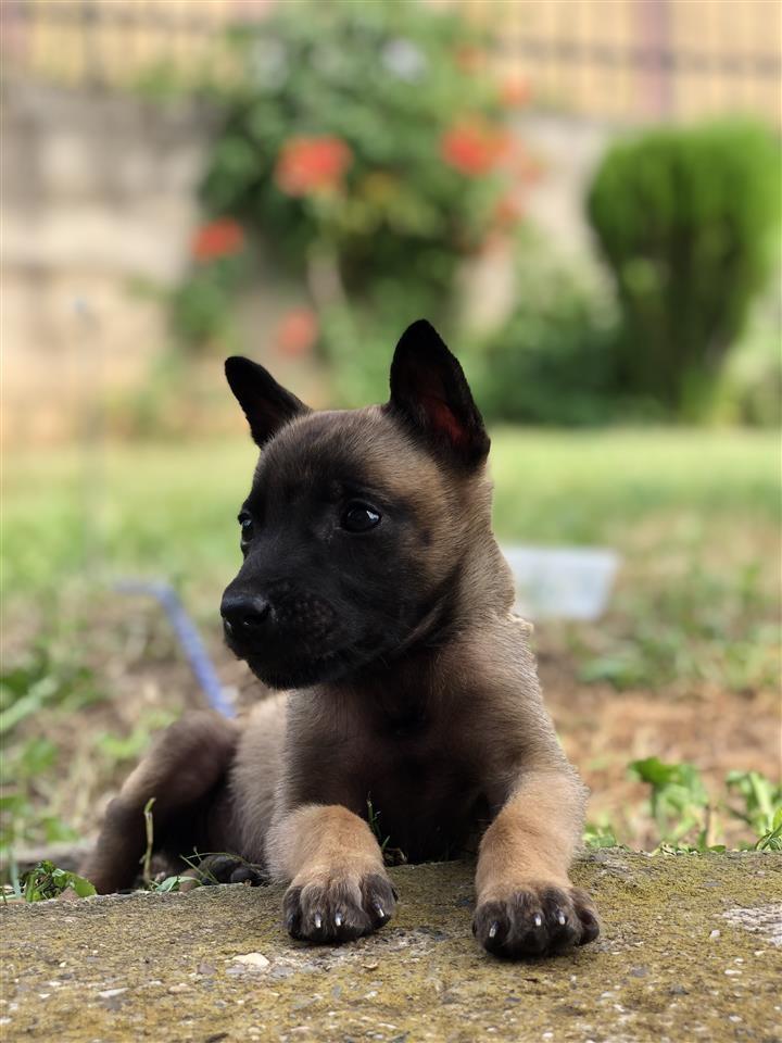 malinois-bleg