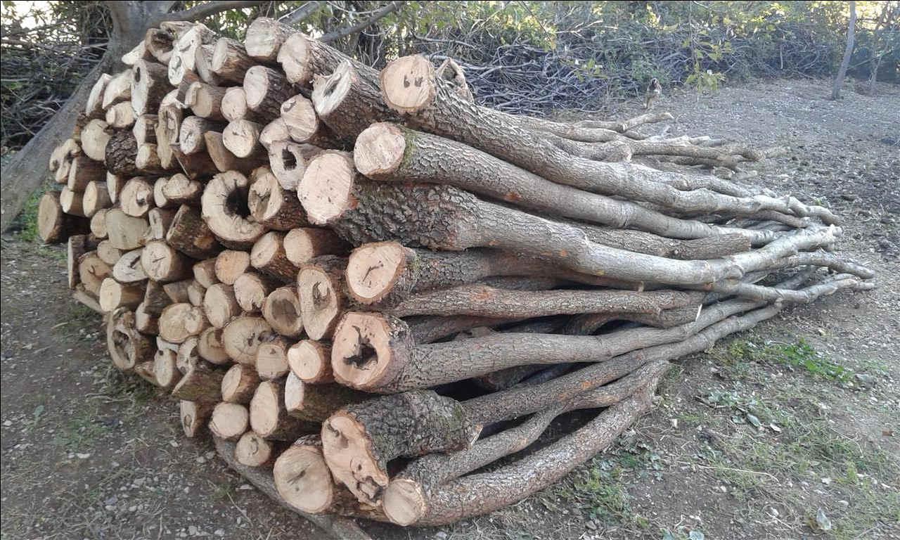 shiten-drut-e-bungut-