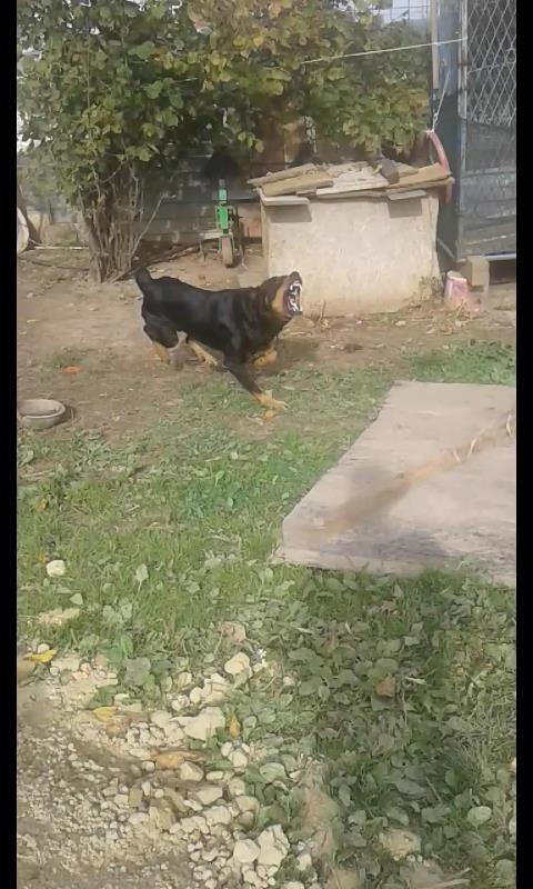 rotwailer