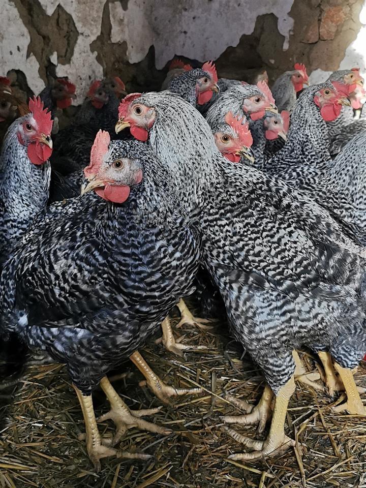 Shiten-