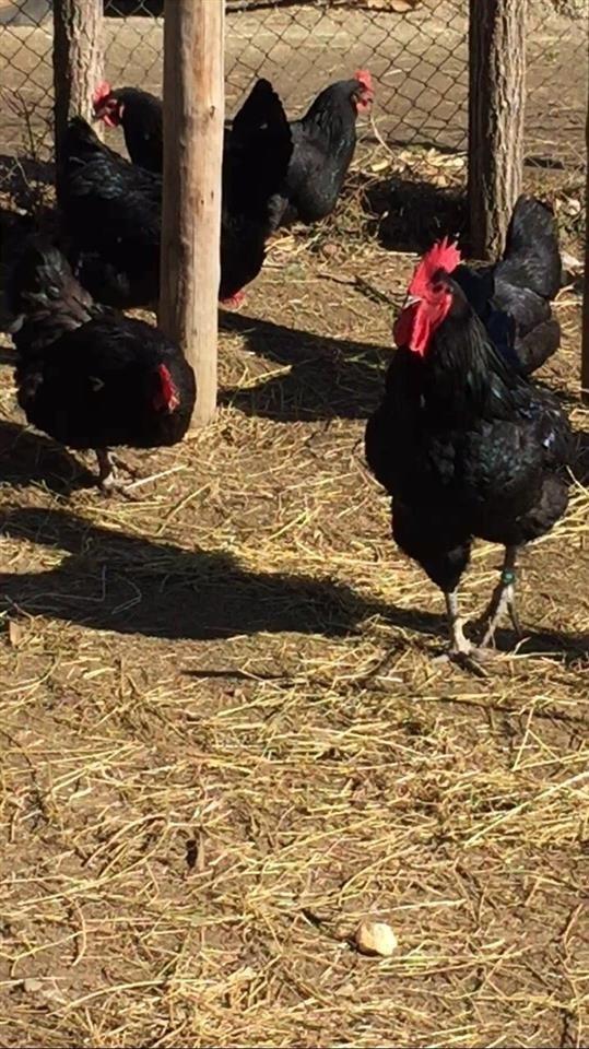Australlorp