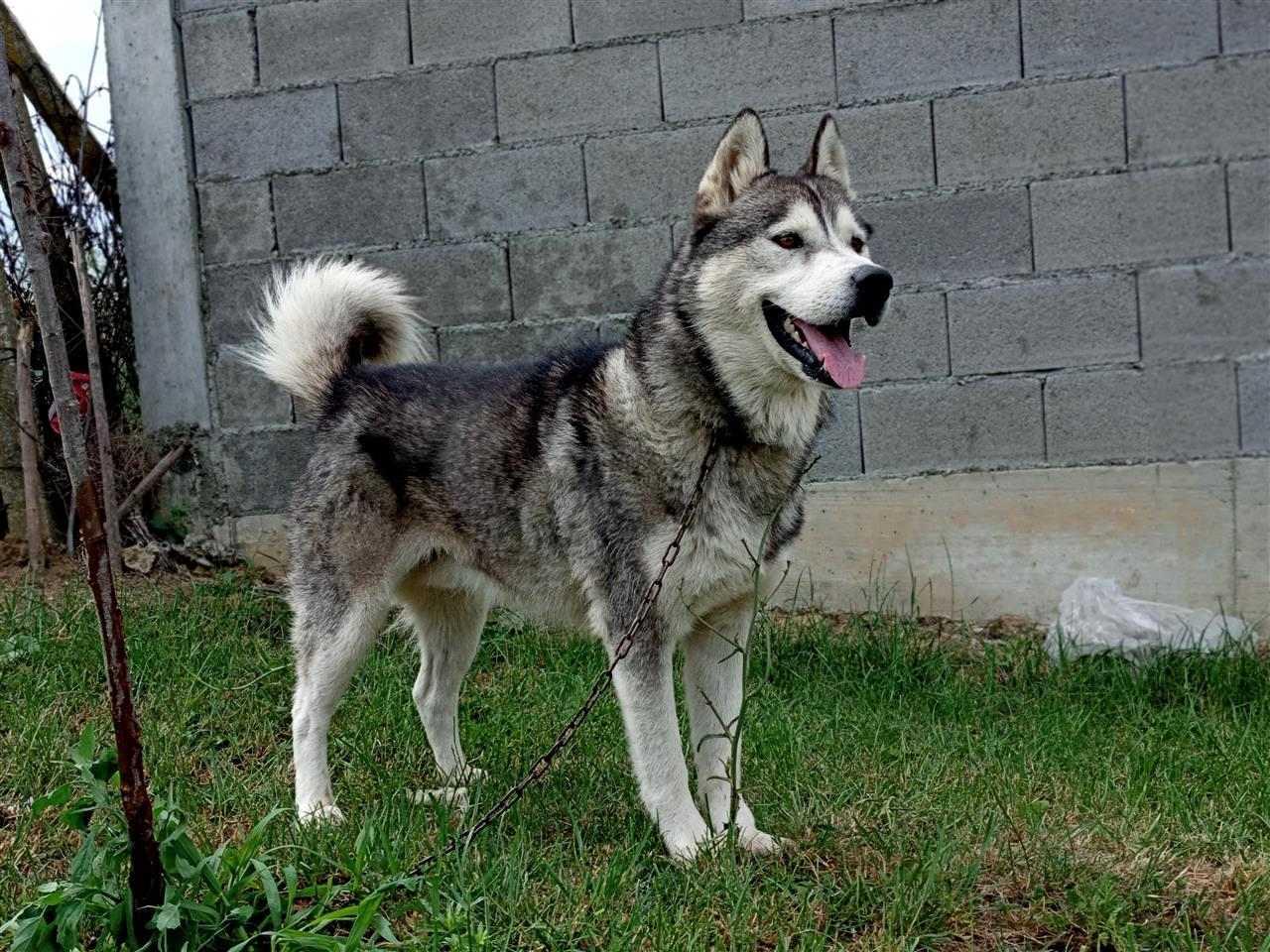 Hasky-