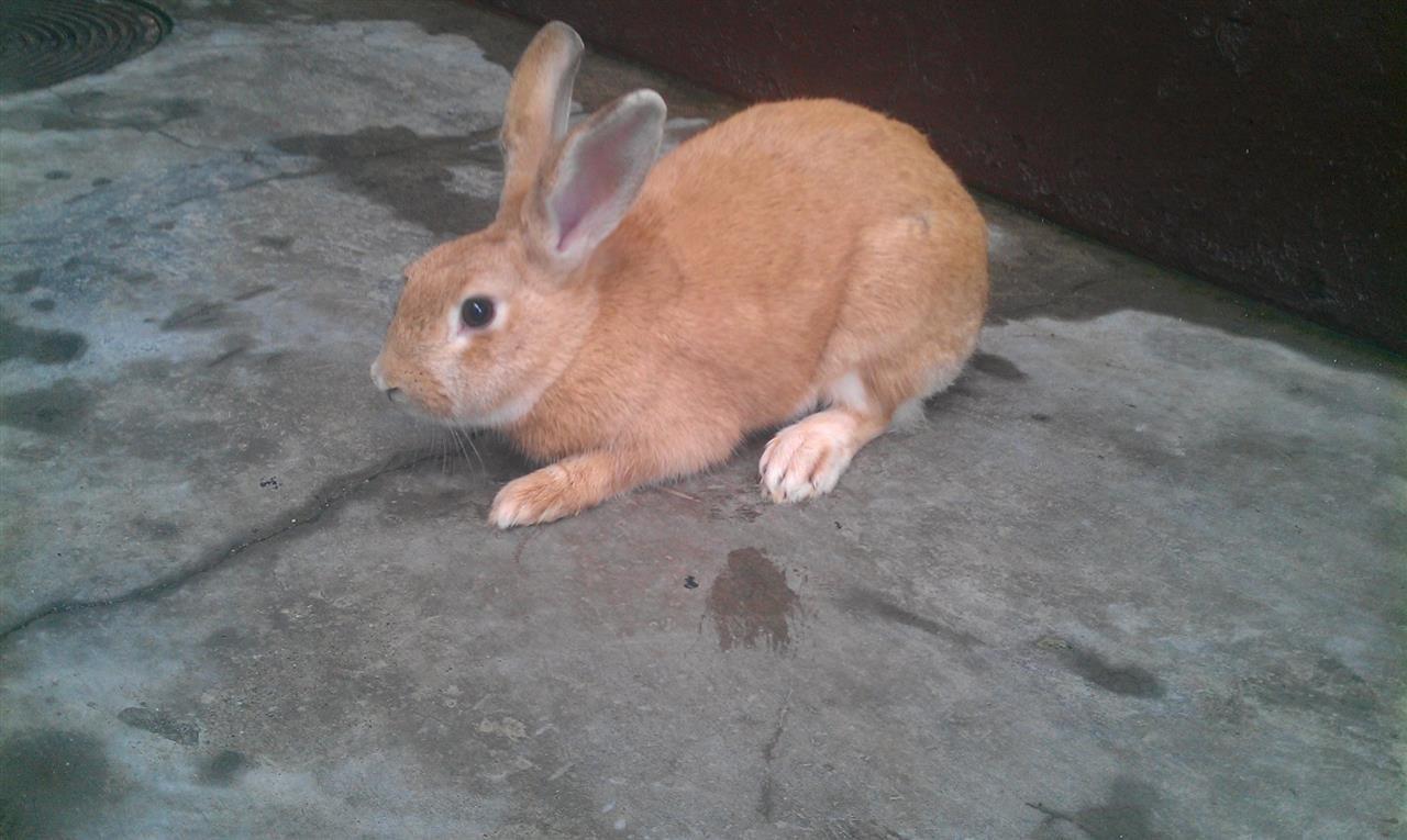 Lepur