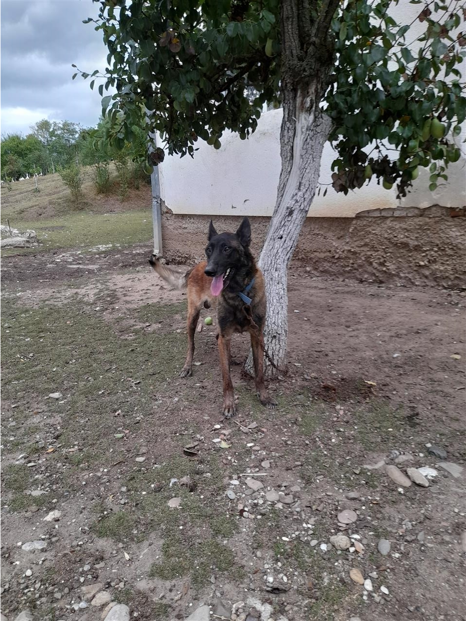 Molinos-belg-