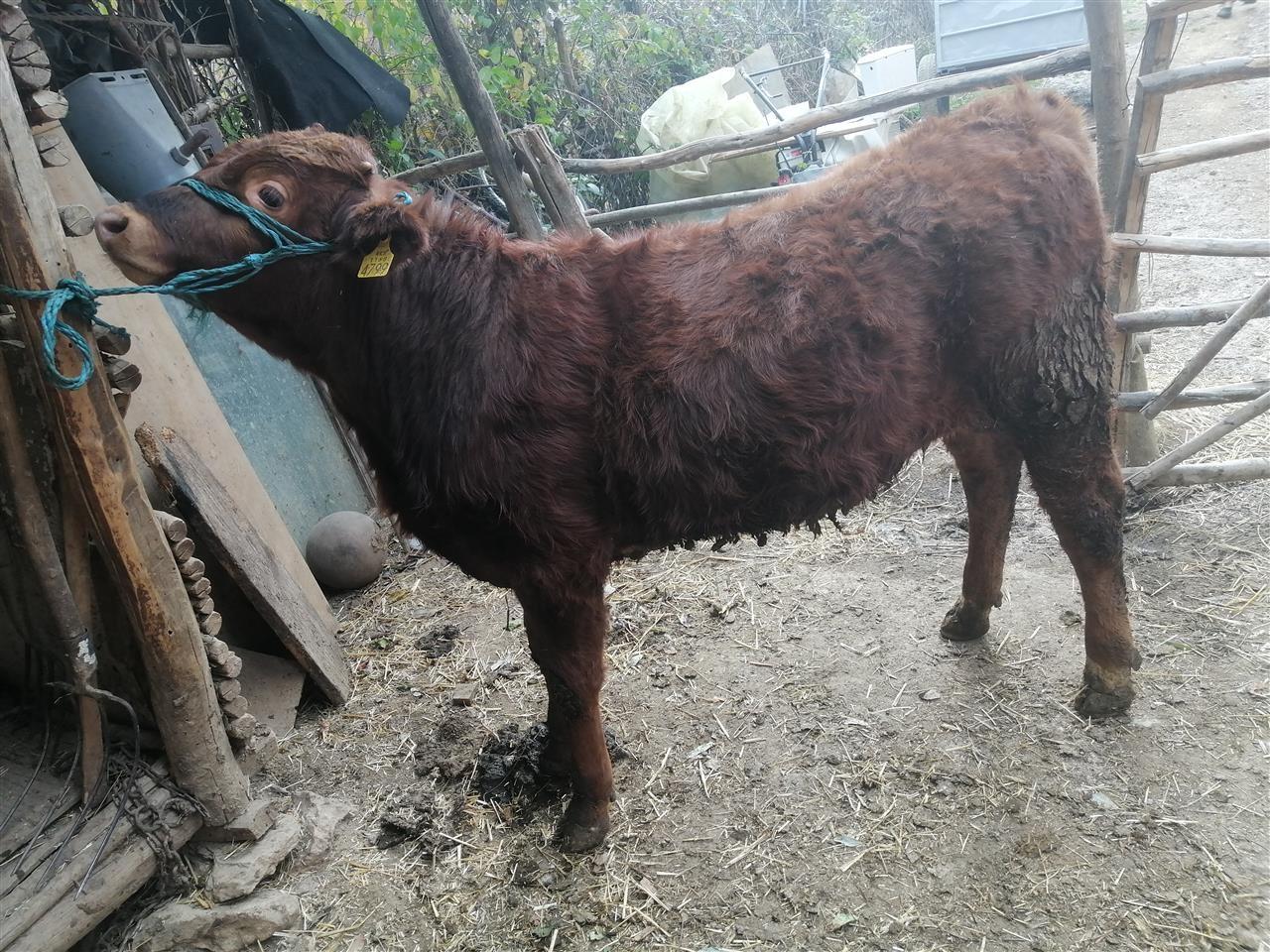 ushit