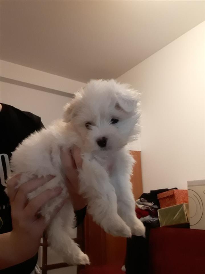 Maltezer