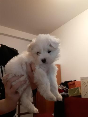 Maltezer