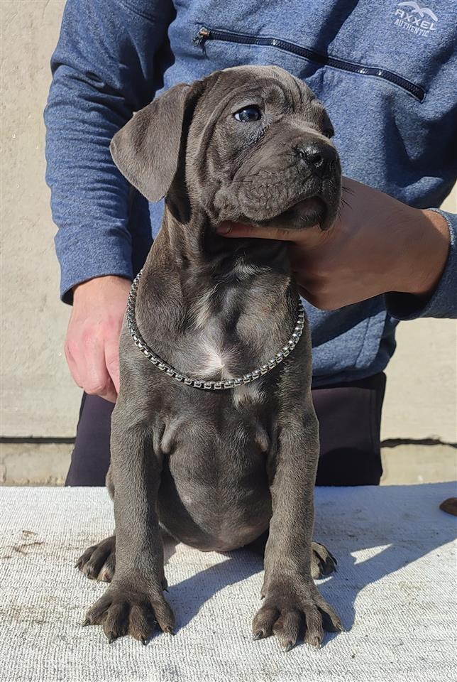 Cane-Corso