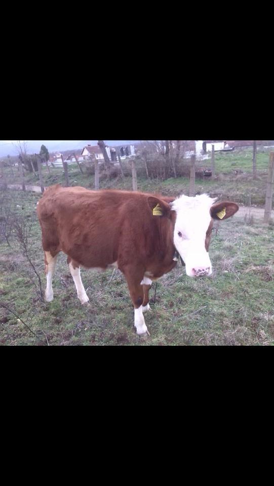 Mushtjerra-